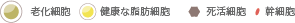 老化細胞／健康な脂肪細胞／死活細胞／幹細胞